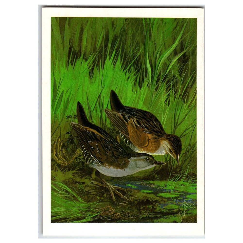Baillon's Crake Birds Russian Art Postcard V. G. Egorov 1987 Wildlife Nature